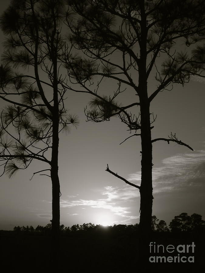 Nature Photograph - Sunset Between The Pines in Black and White by Elisa Yinh