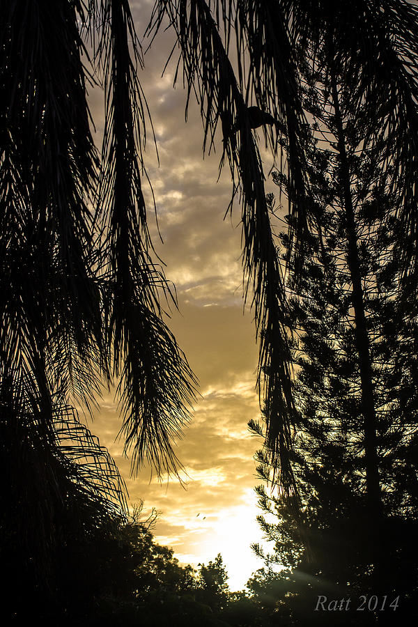 Sunset Photograph - Sunset Between The Trees by Michael  Podesta 