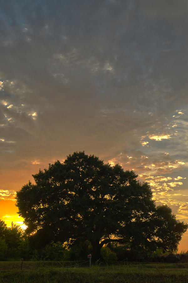 Sunset Photograph - Sunset Beyond the Tree by Manda Renee