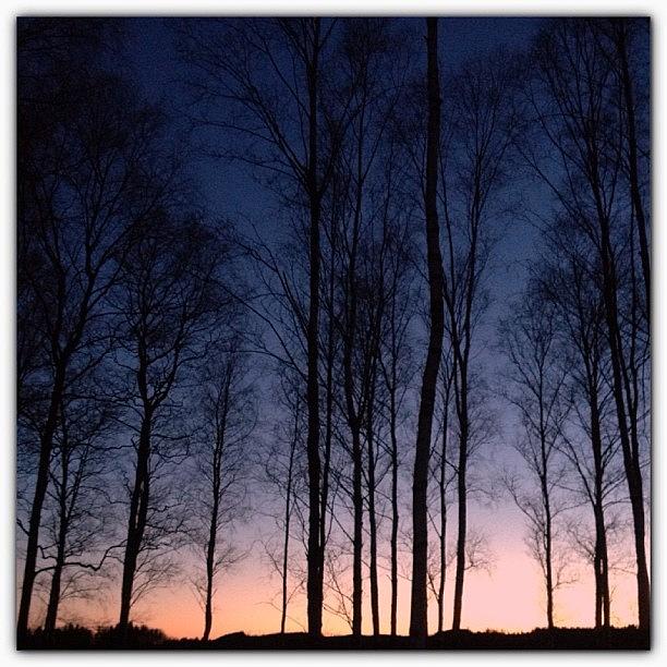 sunset Birchs Have I Ever Showed Photograph by Elisabeth Samuelsson