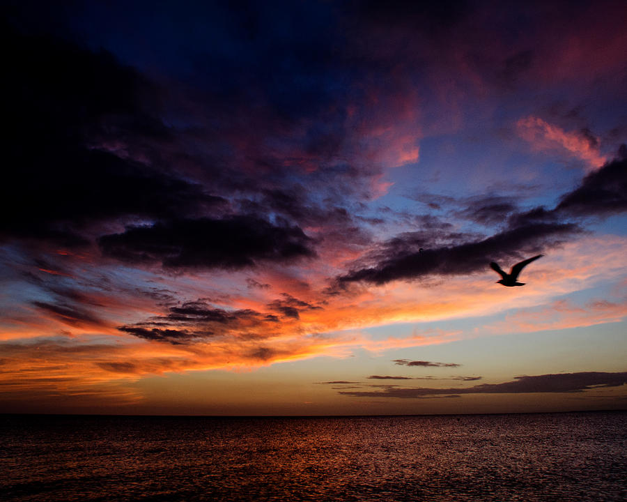 Sunset Photograph - Sunset Bird and Colors by Vicki Jauron