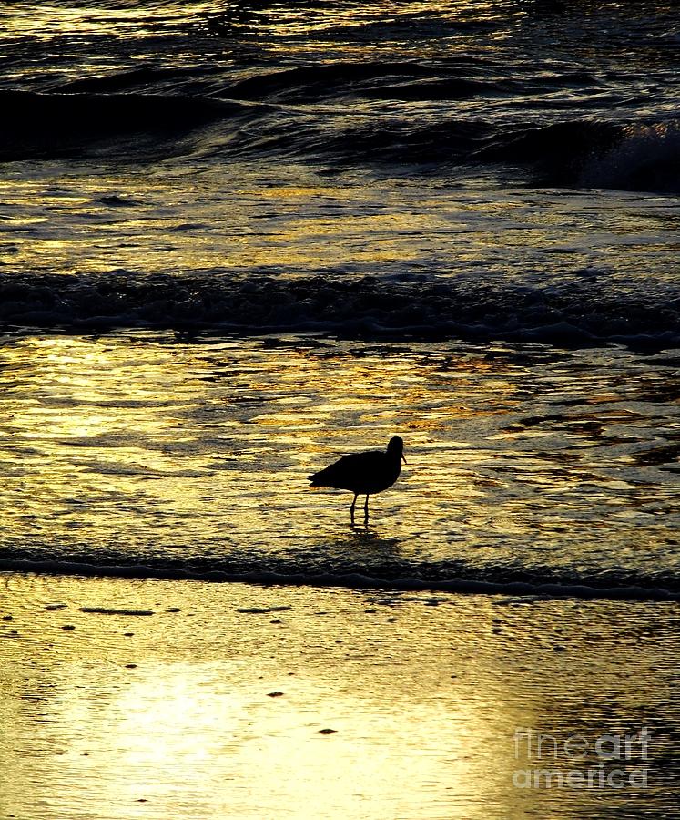 Sunset Bird Photograph by D Hackett
