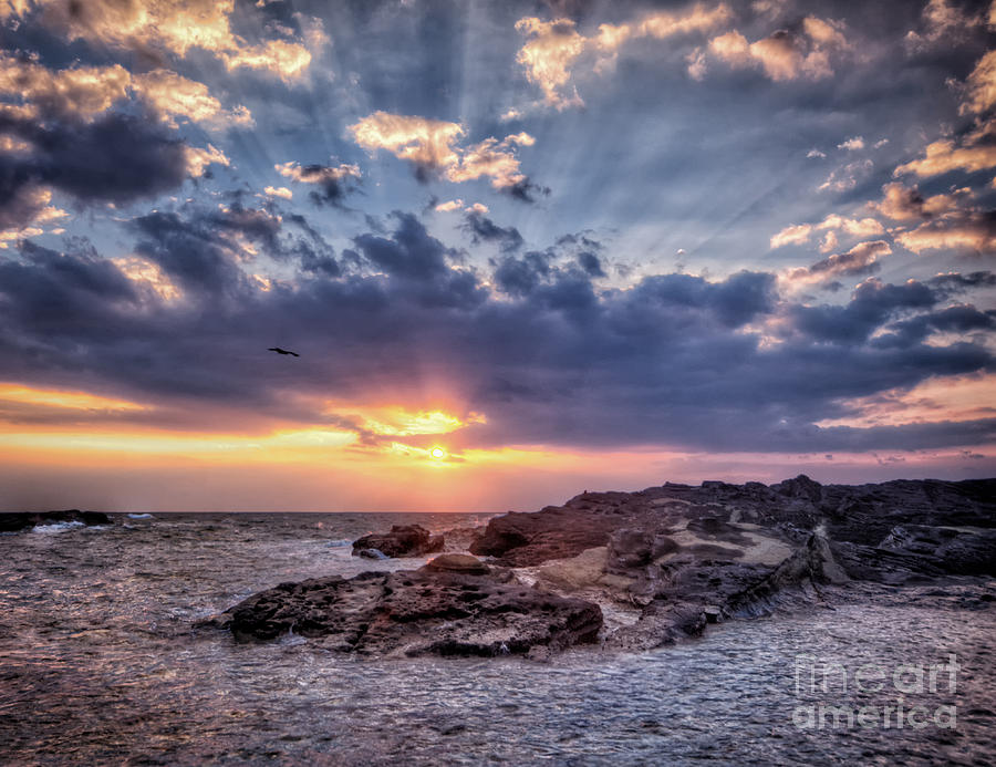Sunset Bird Photograph by John Swartz