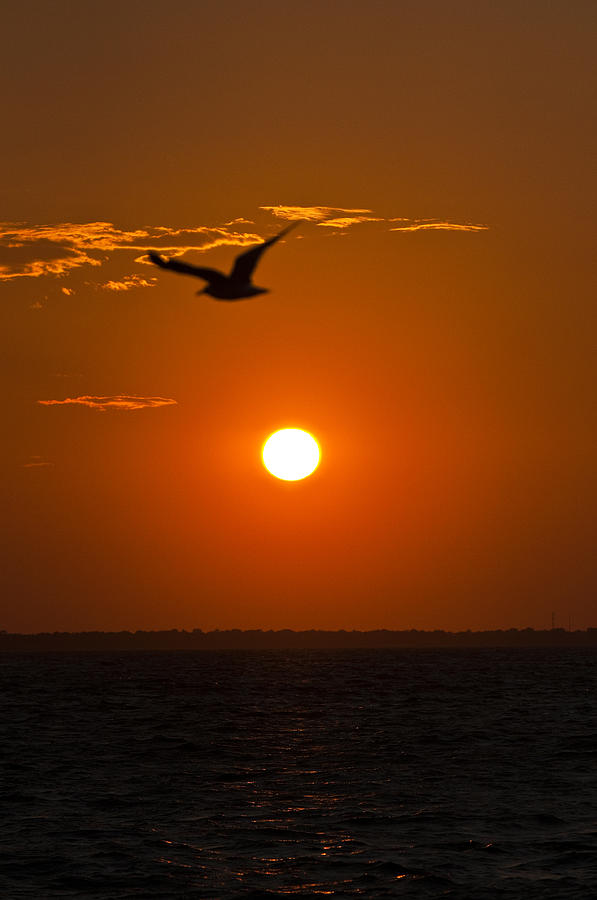 Sunset Bird Photograph