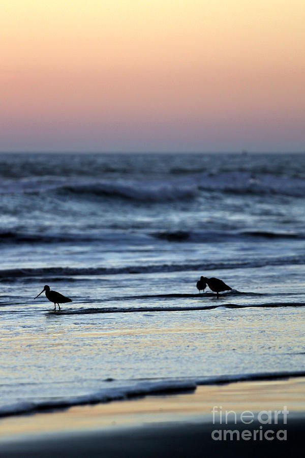 Sunset Birds Photograph by Henrik Lehnerer