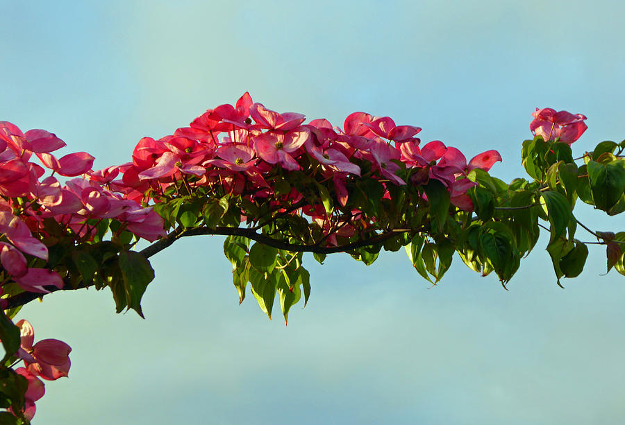 Sunset Blossom Branch Photograph by Laurie Tsemak