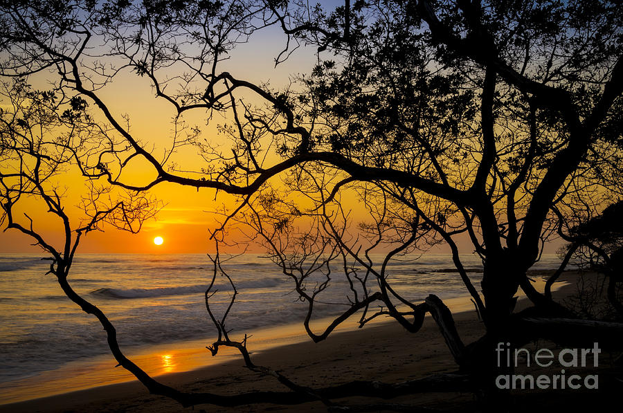 Sunset Branches Photograph by Oscar Gutierrez