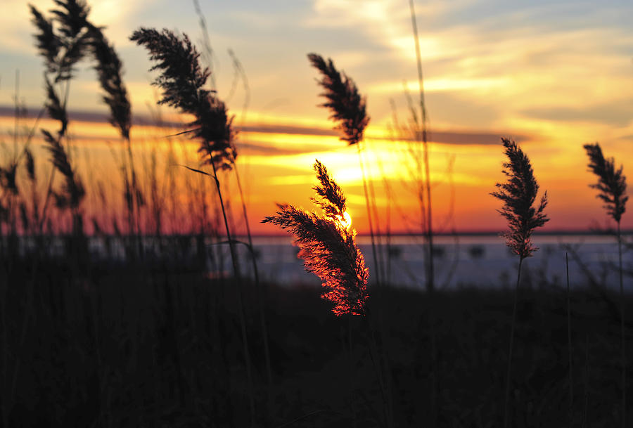 Sunset Photograph - Sunset Breeze by Terry DeLuco