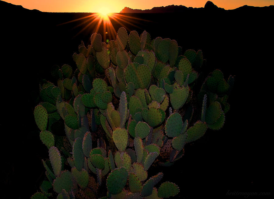 Sunset Cactus Photograph by Britt Runyon