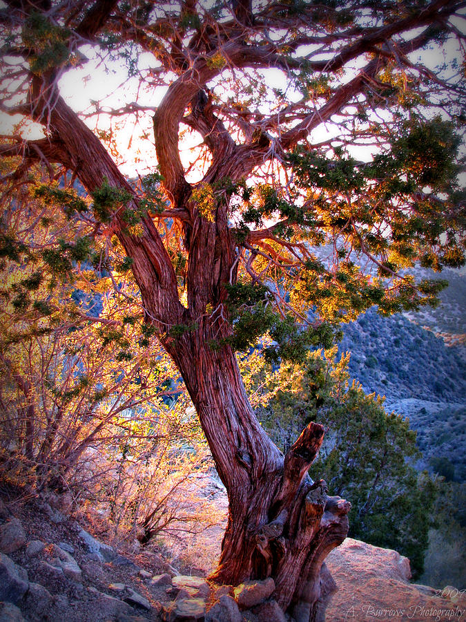 Sunset Colors of a Juniper Tree Photograph by Aaron Burrows