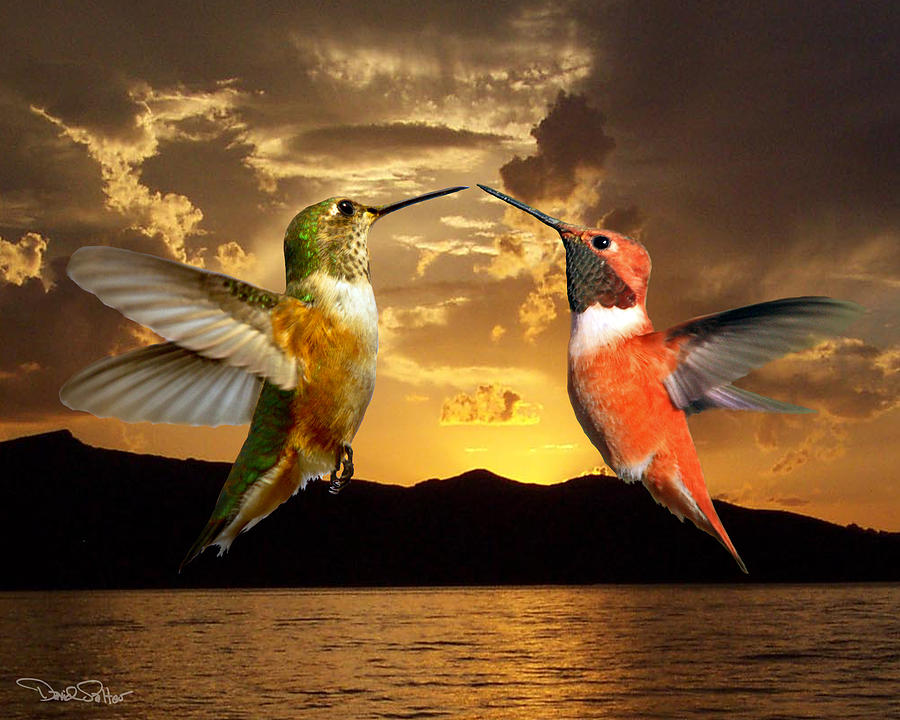 Sunset Courtship Photograph by David Salter