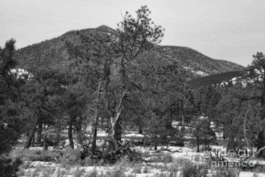 Sunset Crater National Monument Black and White Photograph by Douglas Barnard