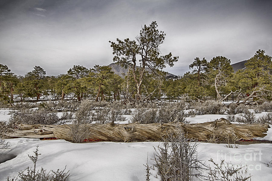 Sunset Crater National Monument Photograph by Douglas Barnard