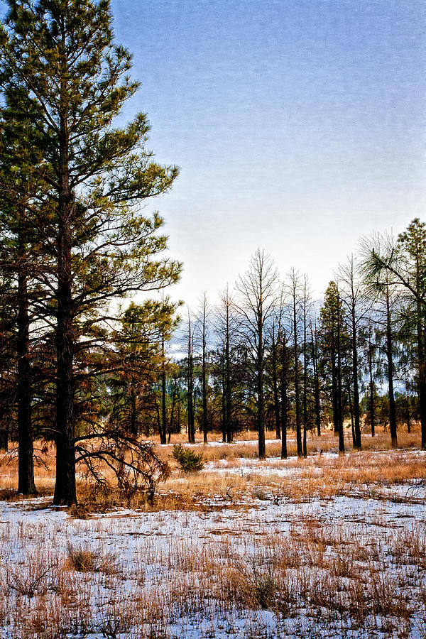 Crater Pines Photograph by Gilbert Artiaga