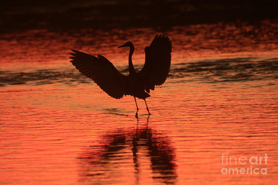 Sunset Dancer Photograph by John F Tsumas