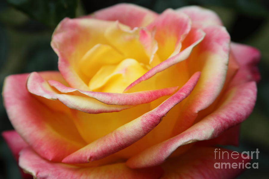 Rose Photograph - Sunset by Dawn Kori Snyder