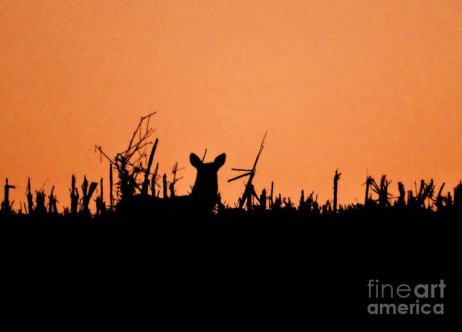 Sunset Deer Photograph by J L Zarek