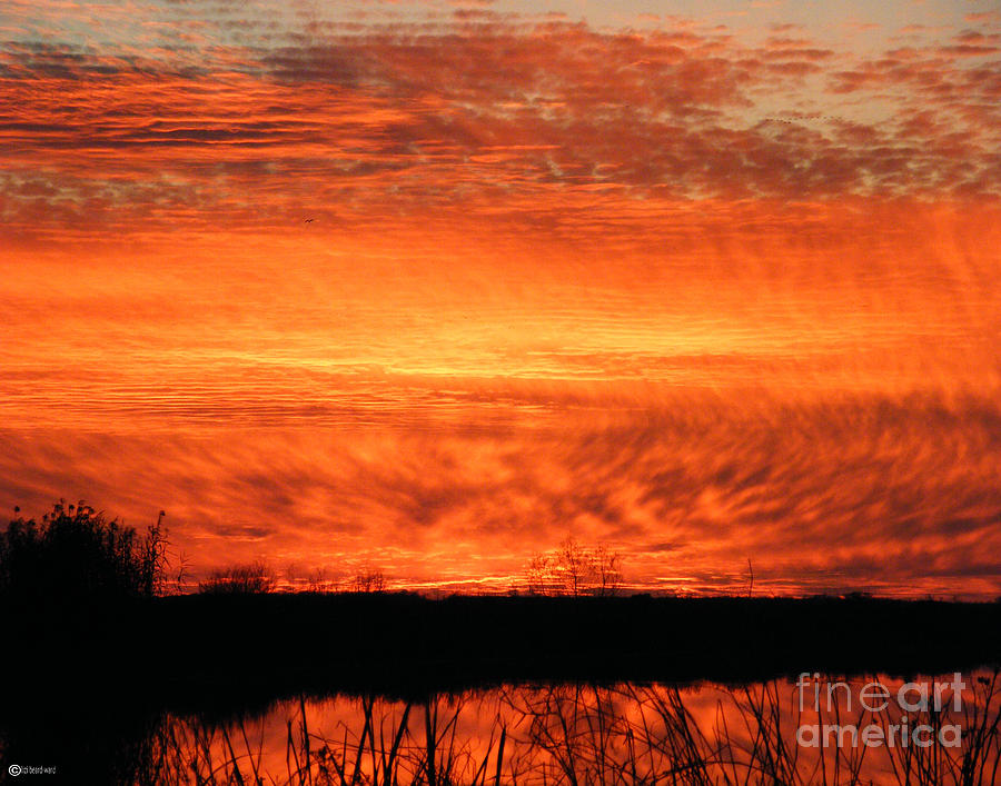 Sunset Detail  Photograph by Lizi Beard-Ward