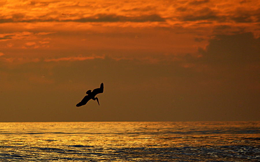 Sunset Dive Photograph by AJ  Schibig