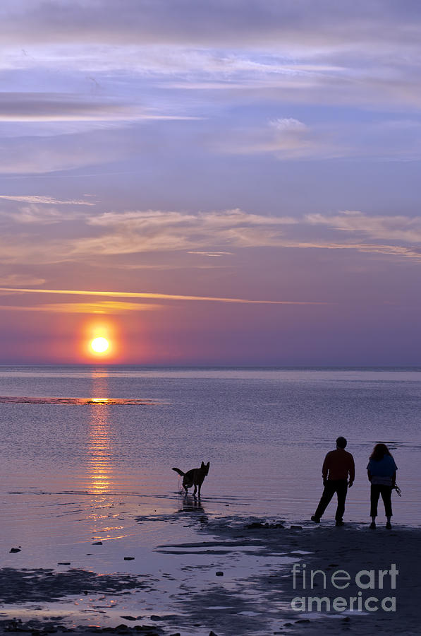 Sunset Doggy Walk Photograph by Antony McAulay