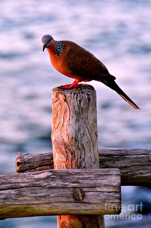 Sunset Dove Photograph by Patrick Witz