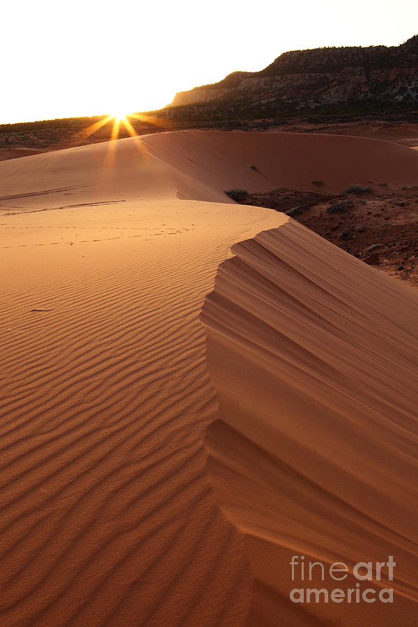 Sunset Dune Photograph by Bill Singleton