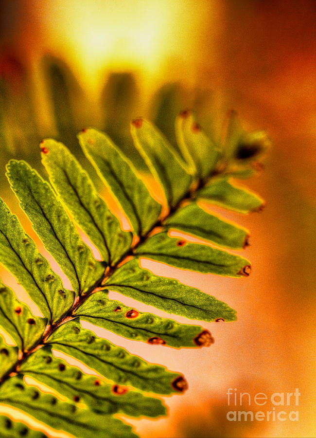 Sunset Fern Photograph by Dave Bosse