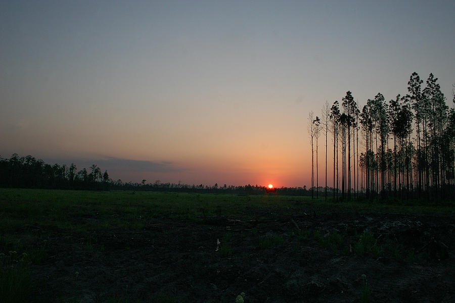 Sunset Photograph - Sunset Field and Forest 1 by Bob Richter