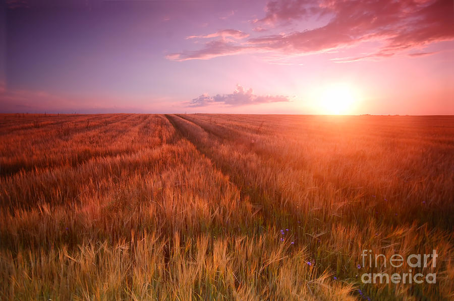 Cereal Photograph - Sunset field scenery by Michal Bednarek