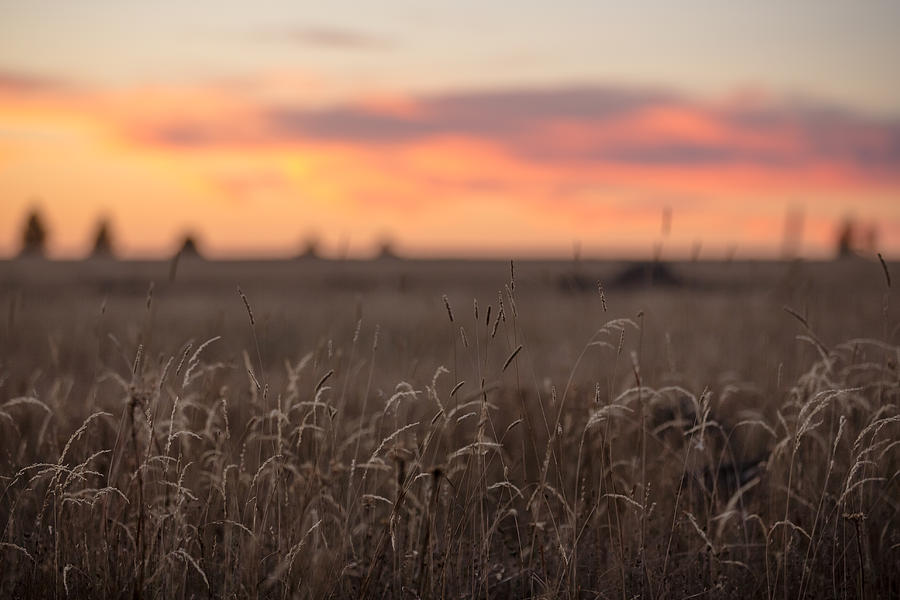 Sunset Fields Photograph by Ryan Heffron