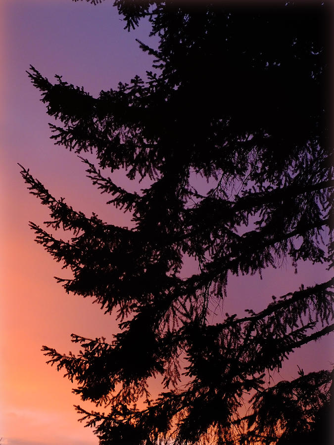 Sunset Photograph - Sunset Fir by Lyn  Perry
