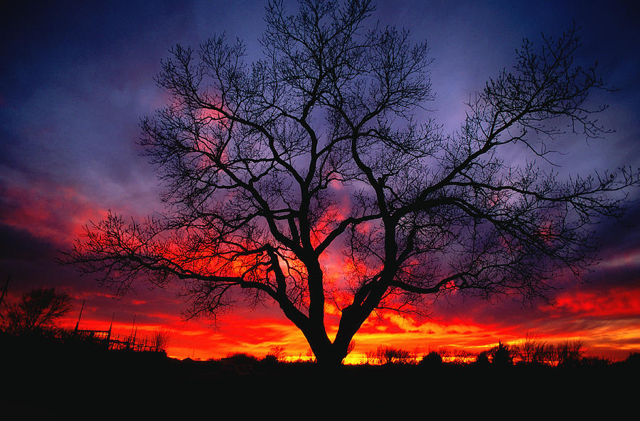 Sunset Fire Photograph by Joe Ownbey