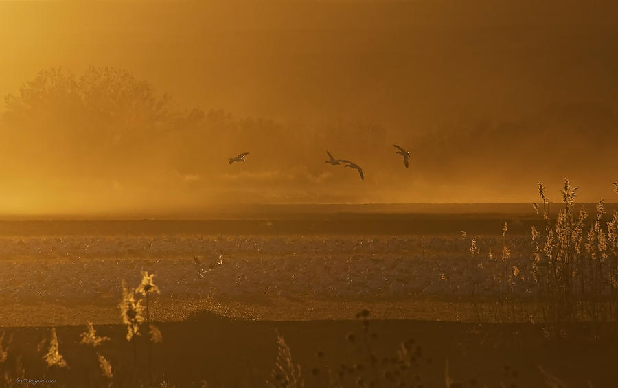 Sunset Flight Photograph by Britt Runyon