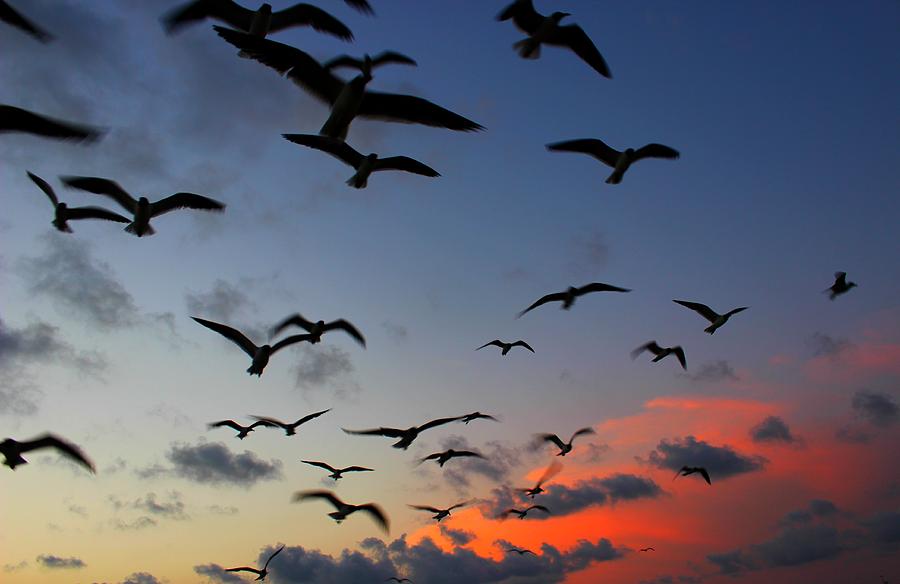 Sunset Photograph - Sunset Flight by Candice Trimble Sunset Photograph - Sunset Flight by Candice Trimble
