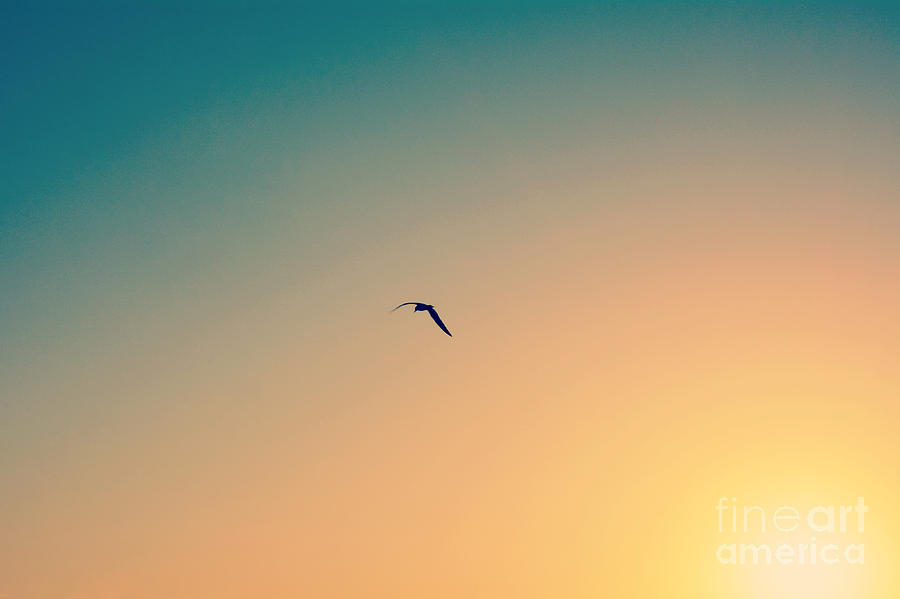 Sunset Flight Photograph by Kelly Nowak