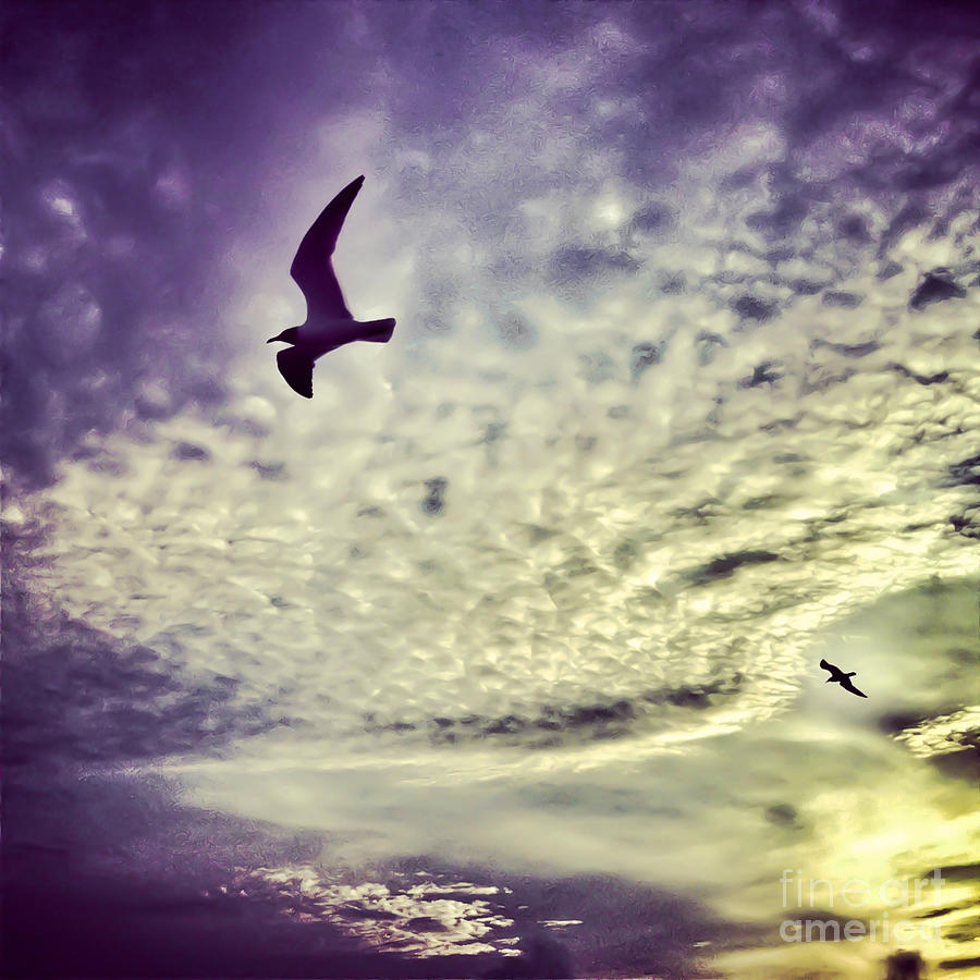 Sunset Flight Photograph by Kerri Farley
