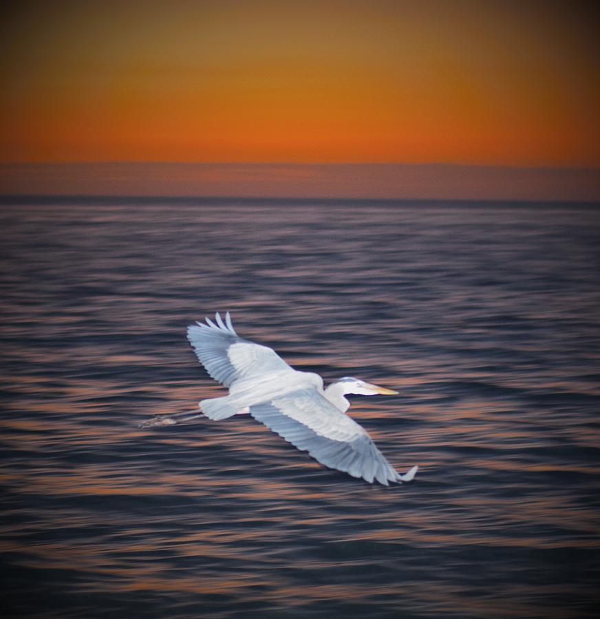 Sunset Flight Photograph by Mark Mitchell