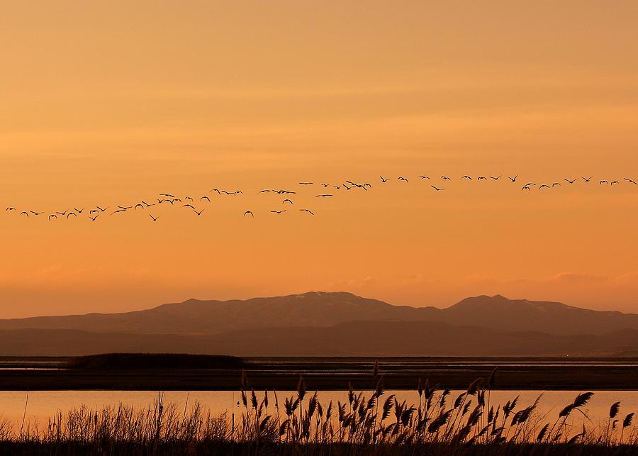 Sunset Flight Photograph by Roxie Crouch