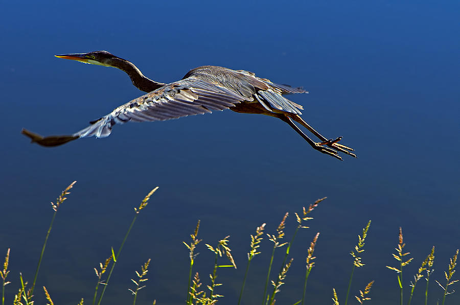 Feather Photograph - Sunset Flight by Sharon Talson