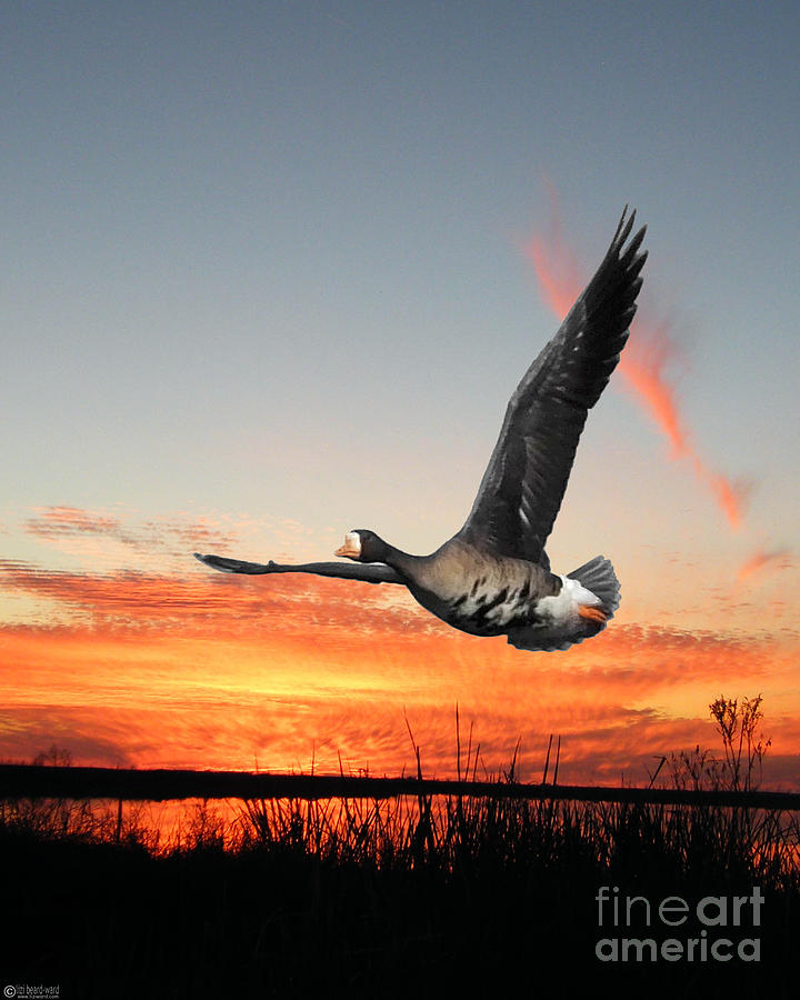 Sunset Flight Snow Goose Lacassine NWR Digital Art by Lizi Beard-Ward