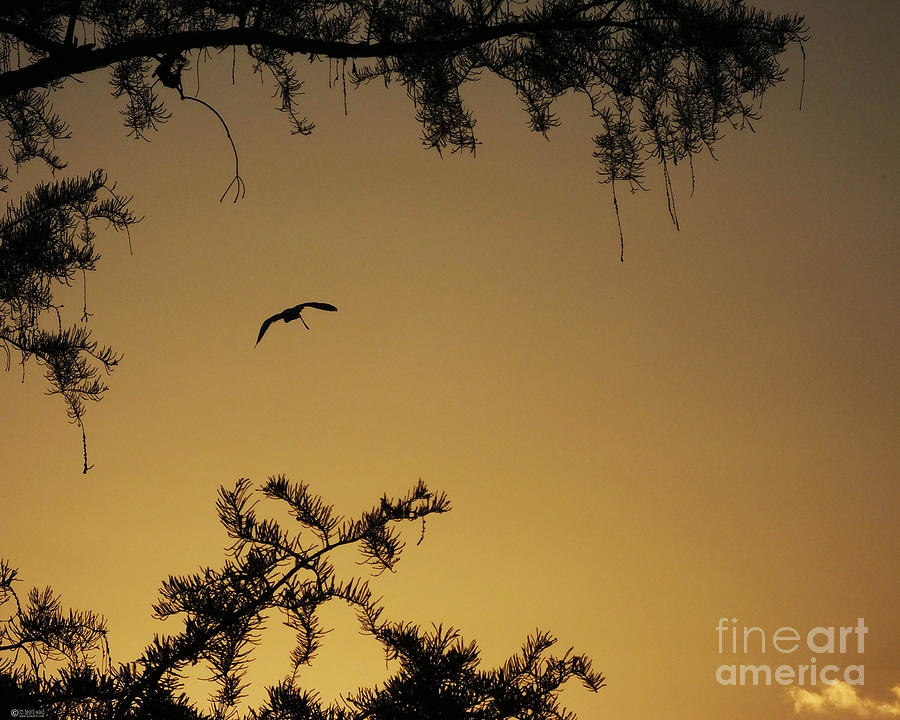 Sunset Flight to Sleep Lake Martin LA Photograph by Lizi Beard-Ward