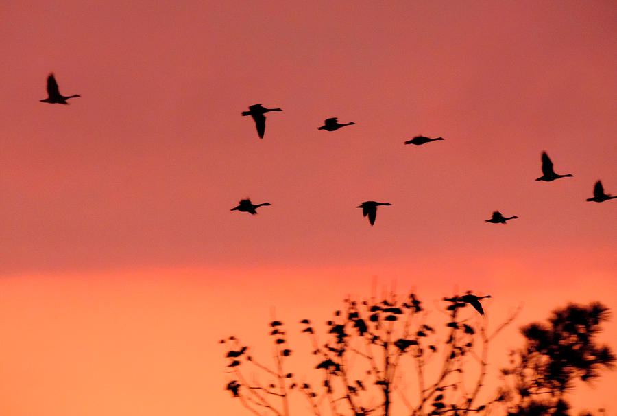 Sunset Photograph - Sunset Flock 1 by Stephanie Kendall