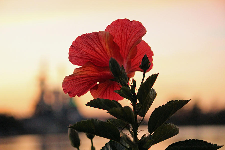 Sunset Flower Photograph by Cynthia Guinn