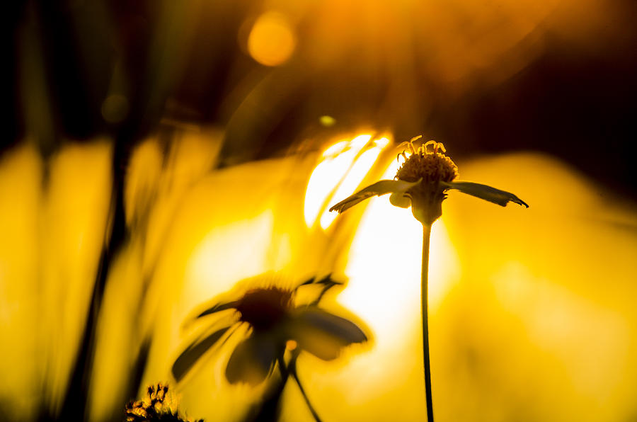 Sunset Flower Photograph by  Island Sunrise and Sunsets Pieter Jordaan