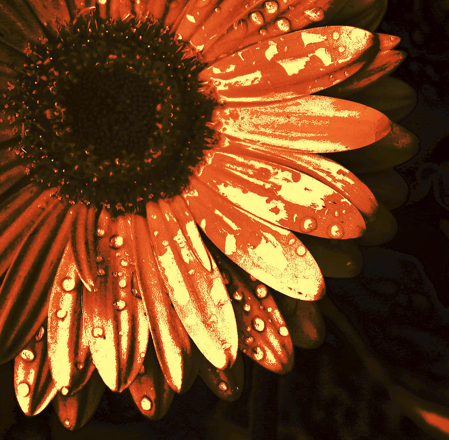 Sunset Flower Digital Art by Kami McKeon