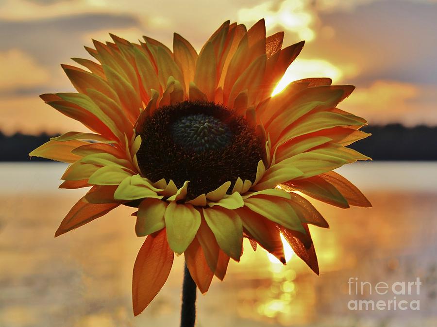 Sunset Flower Photograph by Karin Pinkham