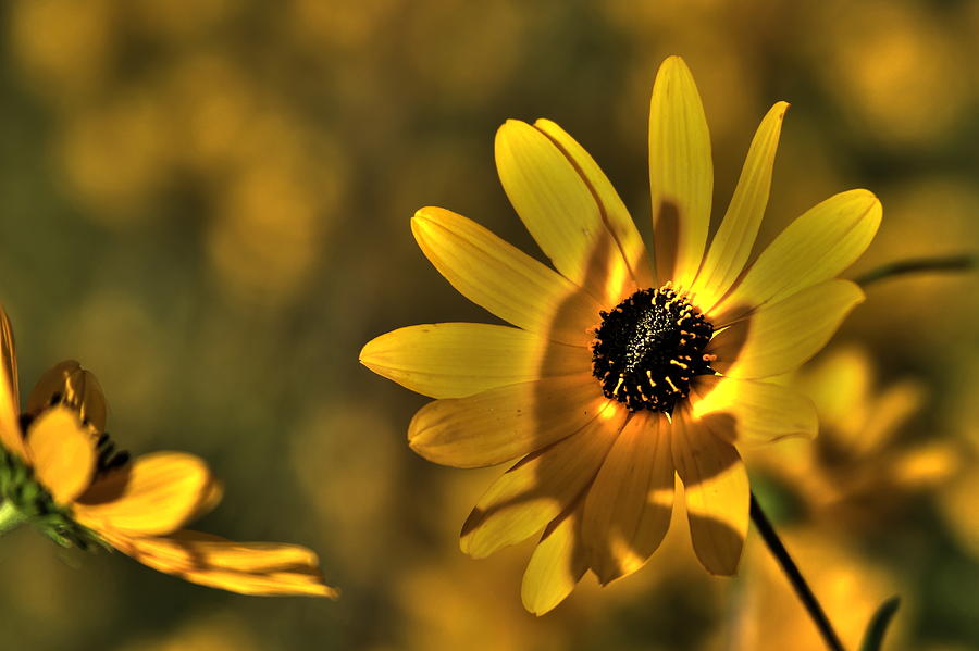 Sunset Flower Photograph by Reid Callaway