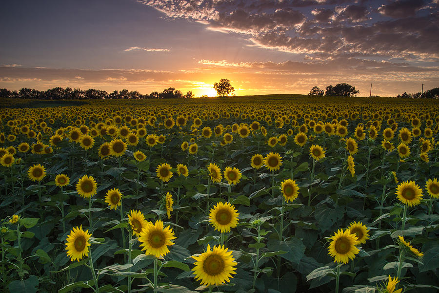 Sunset Photograph - Sunset Flowers by Blake Hamilton