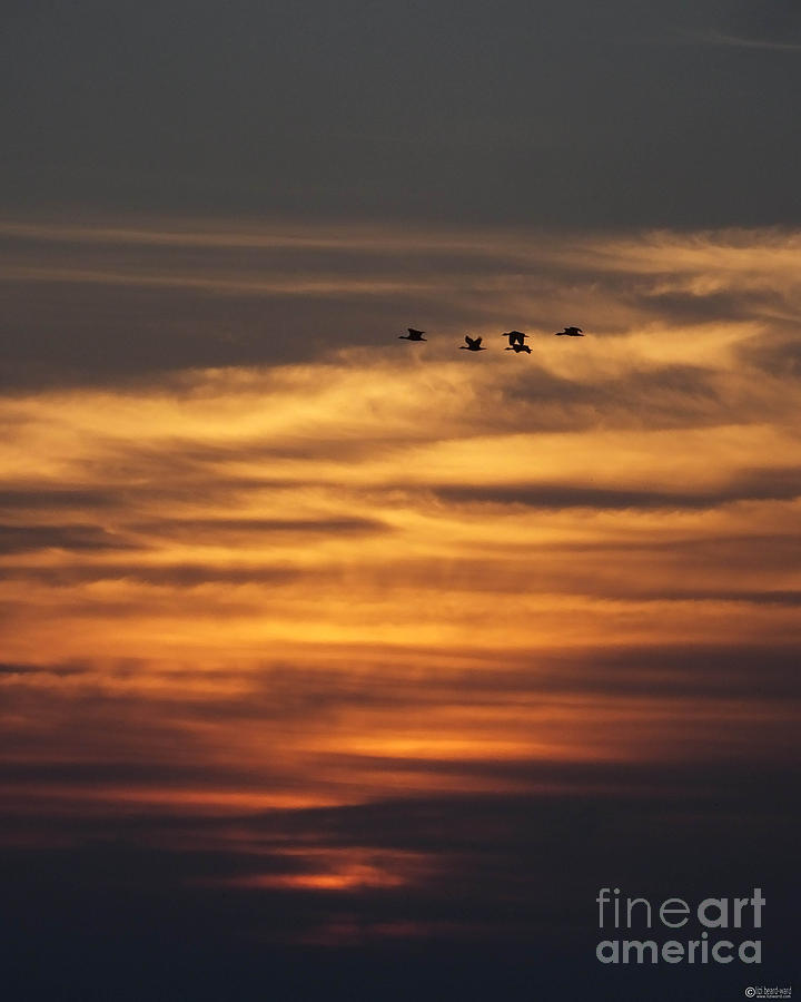 Sunset Flyby Fulton Texas Photograph by Lizi Beard-Ward