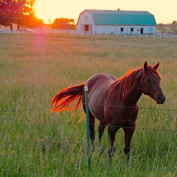 Sunset Photograph - Sunset Friend by Suzanne Clark